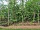 Wooded area beyond lawn featuring a mixture of deciduous and evergreen trees on a sloping hillside at 3730 Reserve Overlook (Lot 8) Way, Cumming, GA 30041