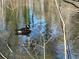 Water fowl floating peacefully in the pond waters at 1053 Allgood Rd, Stone Mountain, GA 30083
