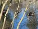 Water fowl swimming in calm pond waters through trees at 1053 Allgood Rd, Stone Mountain, GA 30083