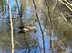 Water fowl in pond waters viewed through trees at 1053 Allgood Rd, Stone Mountain, GA 30083