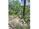 Picture of healthy fruit growing on tree at 355 Clark Creek Pass, Acworth, GA 30102