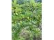 Healthy fruit tree brimming with maturing fruit at 355 Clark Creek Pass, Acworth, GA 30102