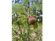 Image of a healthy fruit tree bearing fruit at 355 Clark Creek Pass, Acworth, GA 30102
