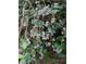Fresh blueberries hang on a bush, showcasing the garden's bounty at 2452 Camp Mitchell Rd, Grayson, GA 30017
