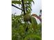 Close-up of a peach growing on a tree at 2452 Camp Mitchell Rd, Grayson, GA 30017