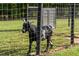 Goat standing behind a wire fence in a grassy area, showing a glimpse of farm life at 7255 Old Rico Rd, Chattahoochee Hills, GA 30268