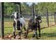 Two goats behind a wire fence in a grassy area, showing a glimpse of farm life at 7255 Old Rico Rd, Chattahoochee Hills, GA 30268