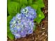 Close up of purple and blue hydrangea in full bloom in this home's beautiful garden at 2382 Whites Mill Ln, Decatur, GA 30032