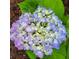 Close up of blue and white hydrangea in full bloom in this home's beautiful garden at 2382 Whites Mill Ln, Decatur, GA 30032