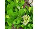 Close up of green hydrangea starting to bloom in this home's beautiful garden at 2382 Whites Mill Ln, Decatur, GA 30032