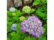 Close up of purple hydrangea in full bloom in this home's beautiful garden at 2382 Whites Mill Ln, Decatur, GA 30032