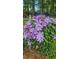 Lovely purple flowers growing along a fence on the property at 2859 Wood Park Nw Trce, Kennesaw, GA 30152