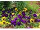 A ground-level shot showcasing purple and yellow pansies growing in a flowerbed at 4024 Broadmoor Sw Ct, Austell, GA 30106