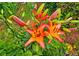 Close-up of vibrant orange lilies surrounded by greenery and ground cover at 4024 Broadmoor Sw Ct, Austell, GA 30106
