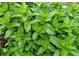 Close-up of lush mint leaves, perfect for culinary or aromatic use at 4024 Broadmoor Sw Ct, Austell, GA 30106