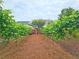 Secluded backyard vineyard with mature grape vines and natural mulch ground cover at 4024 Broadmoor Sw Ct, Austell, GA 30106