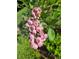 Close up of blueberries on the plant, still pink but soon ripe at 19 Magnolia Ne Ct, Rydal, GA 30171