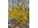 Close-up of a vibrant yellow flowering bush at 1800 Clairmont Lk # 213, Decatur, GA 30033