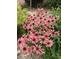 Close-up of a flower bed filled with pink flowers and green foliage, adding natural beauty to the surroundings at 1800 Clairmont Lk # 213, Decatur, GA 30033