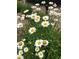 Lush flower bed featuring white daisy plants in full bloom at 1800 Clairmont Lk # 213, Decatur, GA 30033