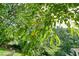 Backyard showcasing fruit tree amidst lush greenery and partially fenced perimeter at 510 Morning Mist Ct, Alpharetta, GA 30022