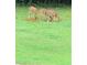 Whitetail deer fawns gather on the lush green lawn in this charming outdoor space at 2997 Happy Hollow Se Dr, Conyers, GA 30094