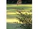 Deer grazing peacefully on the spacious, lush lawn in a serene outdoor setting at 2997 Happy Hollow Se Dr, Conyers, GA 30094