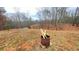 Large backyard with fire pit area, perfect for relaxing and enjoying the outdoors at 7460 Highway 101 N, Rockmart, GA 30153