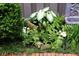 Beautiful landscaping featuring lush greenery, ferns, and a whimsical sheep garden statue at 136 Peachtree Memorial Nw Dr # Nh4, Atlanta, GA 30309