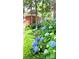 Hydrangeas blooming in a garden, close to the entrance at 672 Mcgill Ne Pl # 672, Atlanta, GA 30312