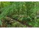 Picturesque creek view surrounded by lush, vibrant green foliage and trees at 4717 Westhampton Dr, Tucker, GA 30084