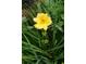 Close-up of a vibrant yellow flower surrounded by lush greenery at 4020 Alligator Pt, Cumming, GA 30028