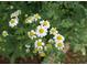 Close-up of charming white and yellow daisy-like flowers at 4020 Alligator Pt, Cumming, GA 30028