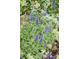 Close-up of beautiful, purple flowers with healthy green foliage at 4020 Alligator Pt, Cumming, GA 30028