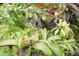 Close-up of a lush fruit tree with green peaches growing among the leaves at 4020 Alligator Pt, Cumming, GA 30028
