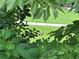 A rabbit in the front yard, as seen through dense, mature landscaping at 388 Talcott Nw Cir, Marietta, GA 30064