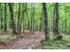Scenic trail winding through a dense, lush forest at 408 Gray Fox Dr, Canton, GA 30114