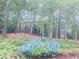 A beautiful array of blue hydrangeas enhance the natural beauty of this well-manicured landscape at 3905 Merriweather Woods, Johns Creek, GA 30022