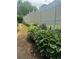 View of hostas growing along a long white vinyl fence at 72 Victorian Cir, Dallas, GA 30157