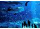 Submerged view of a vibrant aquarium with diverse marine life, offering immersive experiences and educational opportunities at 251 Aurora Nw Ave, Atlanta, GA 30314