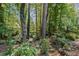 Scenic backyard featuring lush greenery and trees in a quiet setting, creating a serene outdoor space at 3287 Alton Rd, Atlanta, GA 30341