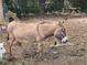 Outdoor shot of a brown donkey on a sunny day with lush greenery at 3809 Wieuca Ne Rd, Atlanta, GA 30342