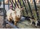 Close-up of a goat next to a hay feeder on a sunny day at 3809 Wieuca Ne Rd, Atlanta, GA 30342