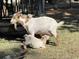 Two adorable goats, one resting on the ground, basking in the sun at 3809 Wieuca Ne Rd, Atlanta, GA 30342