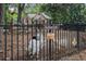 Charming home featuring a fence, goats, and turkey. The sign reads: Buckhead Goats at 3809 Wieuca Ne Rd, Atlanta, GA 30342