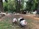 Yard shot with turkeys, goats and fowl under a canopy of mature trees at 3809 Wieuca Ne Rd, Atlanta, GA 30342