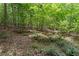 A scenic view of a lush wooded area filled with mature trees and ferns at 239 Berry Rd, Mcdonough, GA 30252