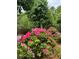 Eye-catching landscaping boasts a profusion of pink rhododendrons in full bloom at 1750 Providence Place Dr, Alpharetta, GA 30009