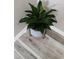 Stylish indoor plant in a decorative pot, adding a touch of nature to the corner space at 5517 Rock Shoals Way, Atlanta, GA 30349