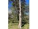 Tree in backyard with shed or garage visible in background at 522 Stell Rd, Woodstock, GA 30188
